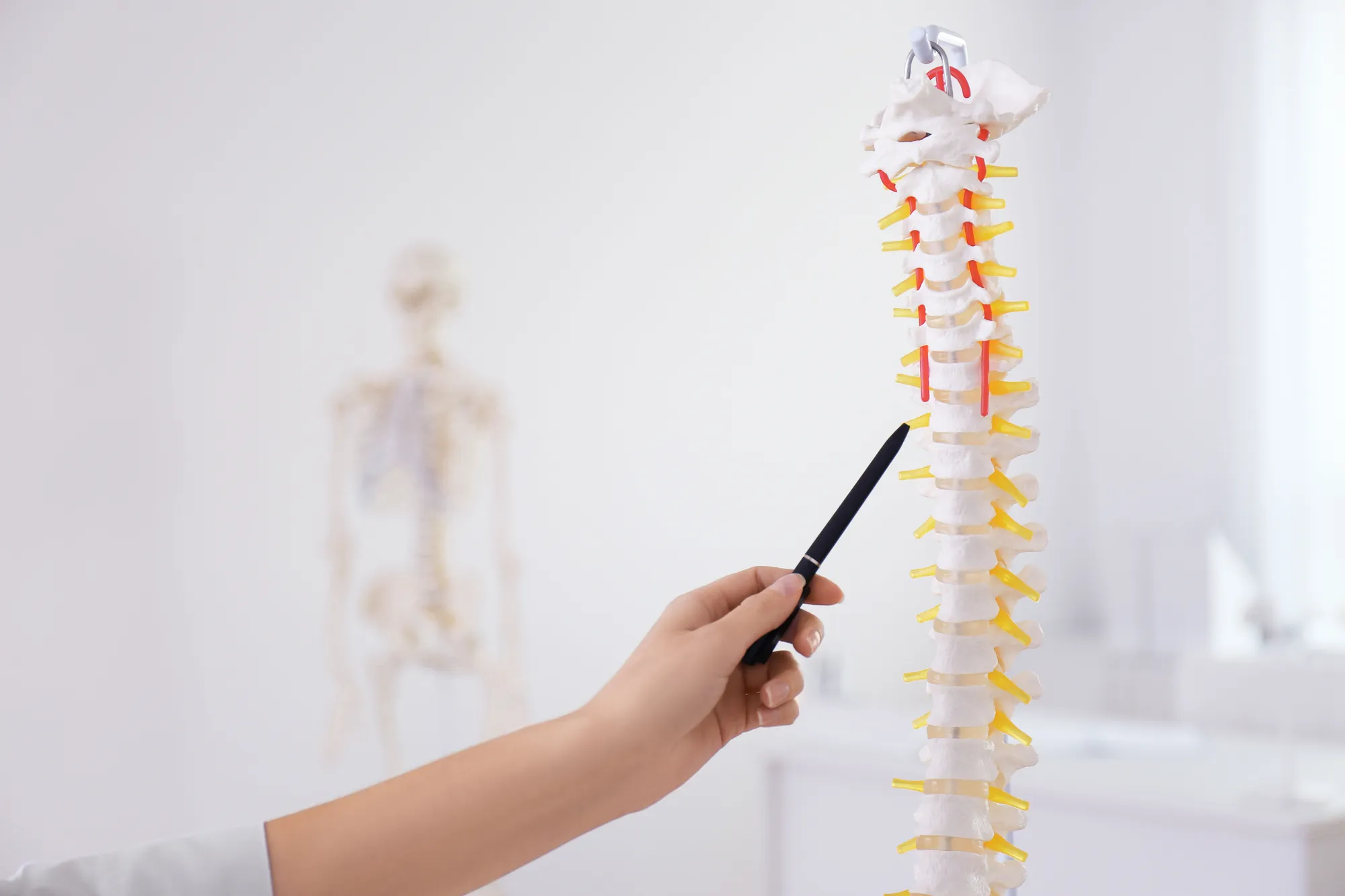 Pointing a pen at a model of the human spine